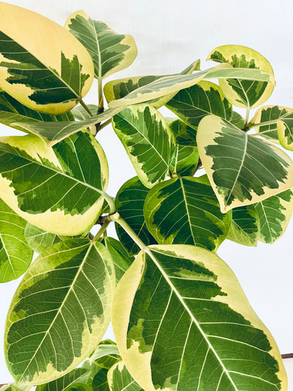 現品商品@2 アルテシマ 10号（高さ：172cm 幅：87cm）