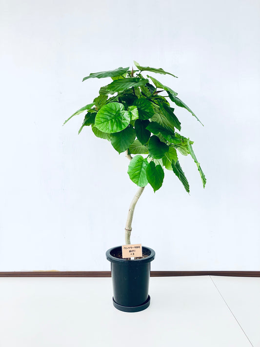 現品商品＠3 ウンベラータ 8号（高さ：116cm、幅：64cm）