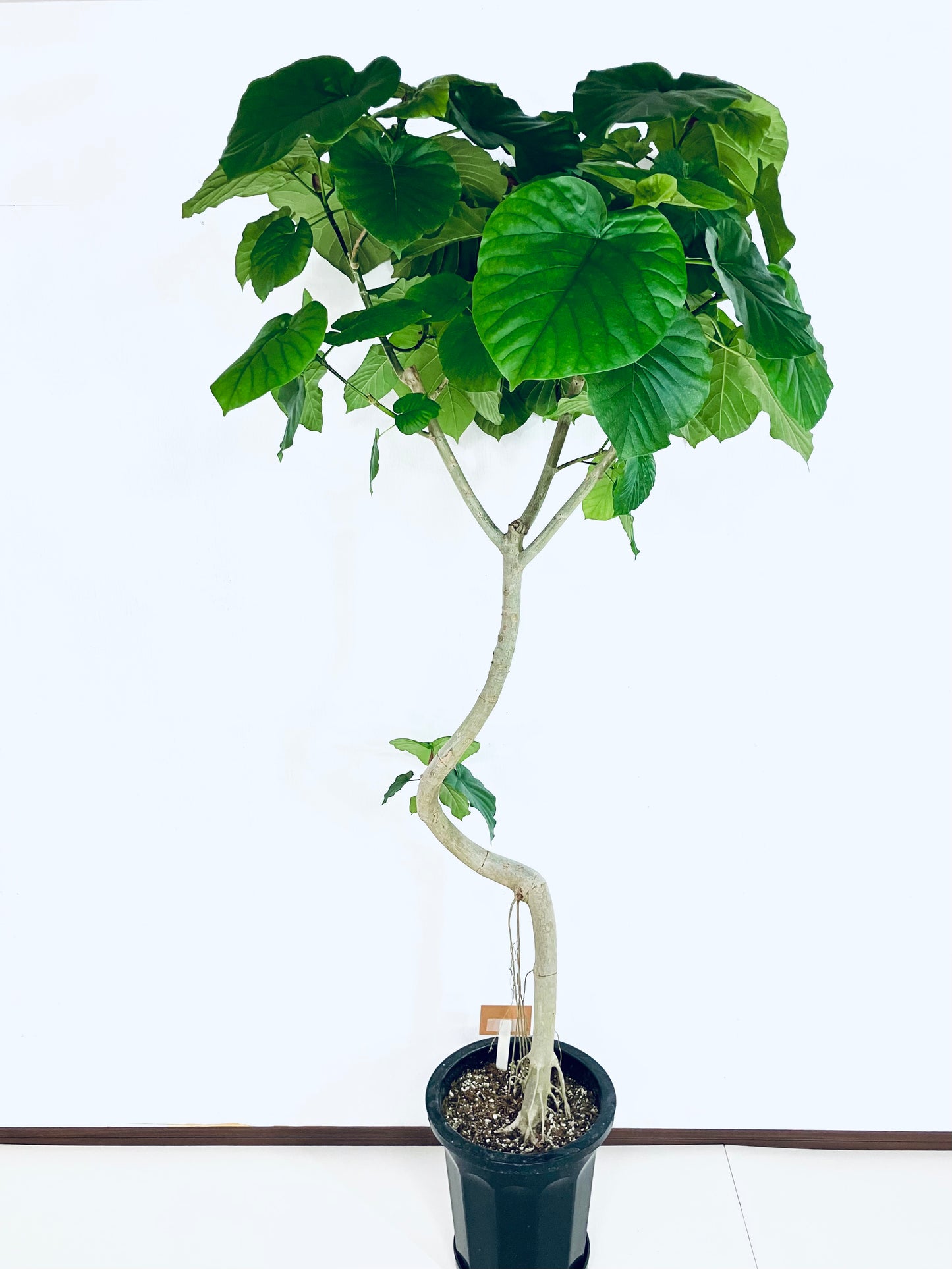 現品商品＠4 ウンベラータ 10号（高さ：183cm、幅：85cm）