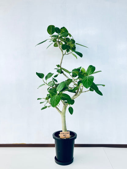 現品商品＠4 ベンガレンシス 8号（高さ：137cm、幅：70cm）