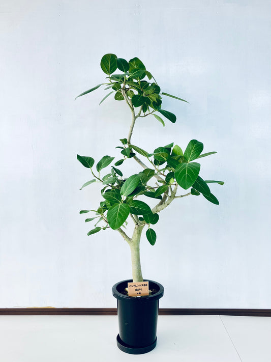 現品商品＠4 ベンガレンシス 8号（高さ：137cm、幅：70cm）