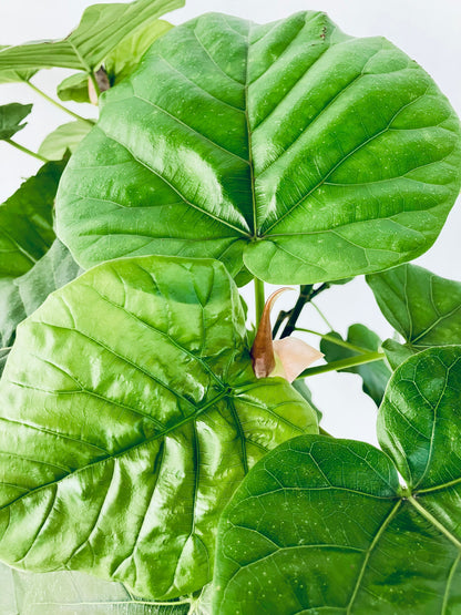 現品商品＠2 ウンベラータ8号（高さ：124cm、幅：69cm）