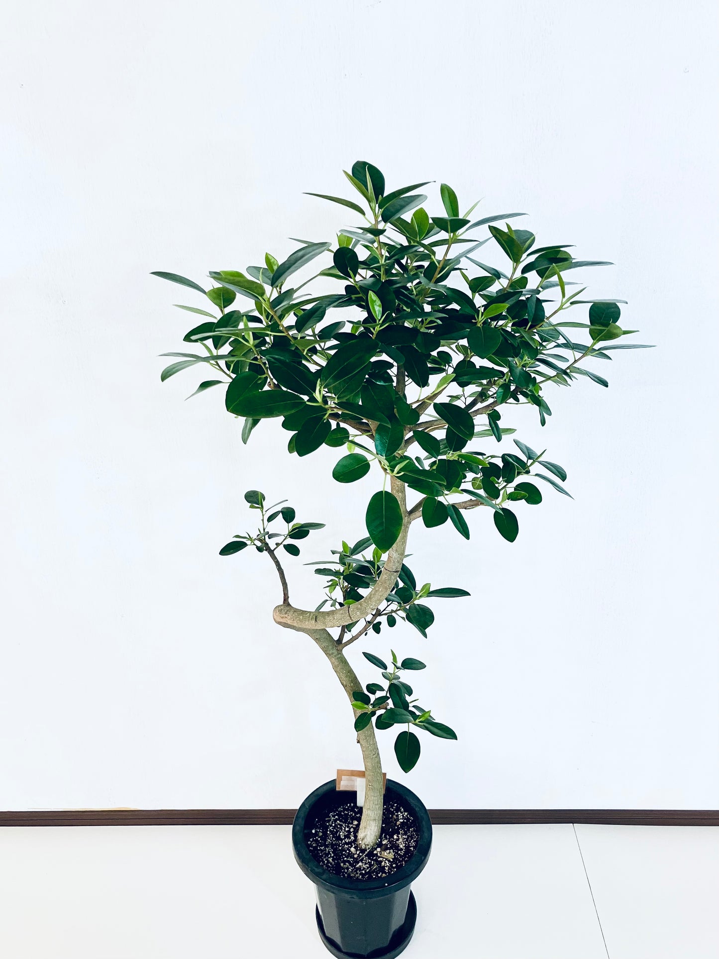 現品商品@1 フランスゴム 8号（高さ：130cm、幅：63cm）