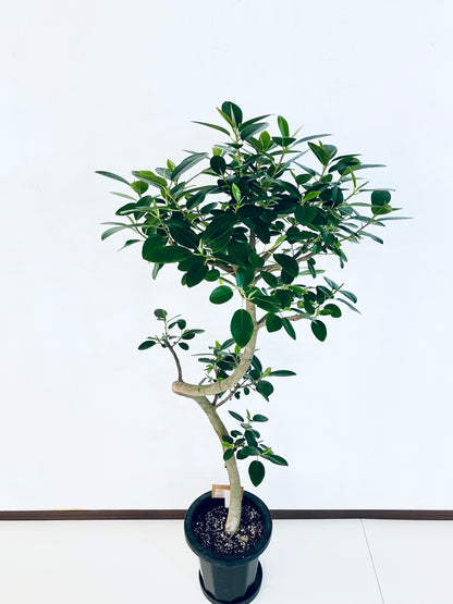 現品商品@1 フランスゴム 8号（高さ：130cm、幅：63cm）