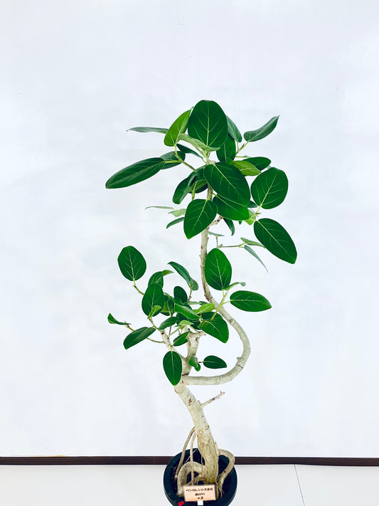 現品商品＠2 ベンガレンシス 8号（高さ：143cm、幅：55cm）