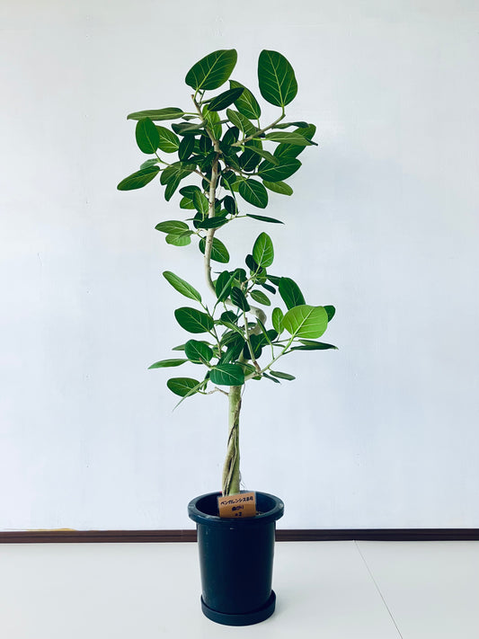 現品商品＠2 ベンガレンシス 8号（高さ：147cm、幅：80cm）