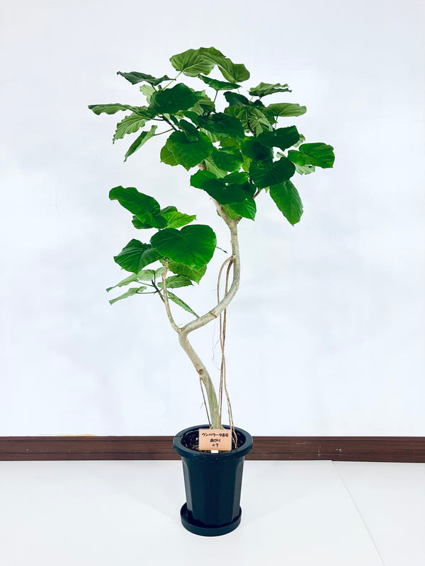 現品商品＠7 ウンベラータ 8号（高さ：142cm、幅：70cm）