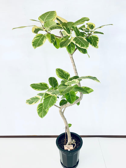 現品商品@2 アルテシマ 10号（高さ：172cm 幅：87cm）