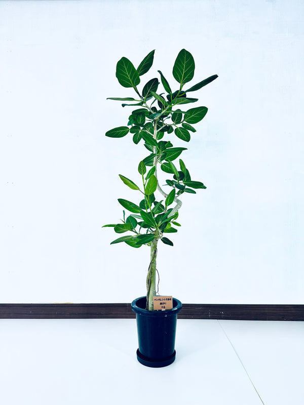 現品商品＠6 ベンガレンシス 8号（高さ：152cm、幅：66cm）