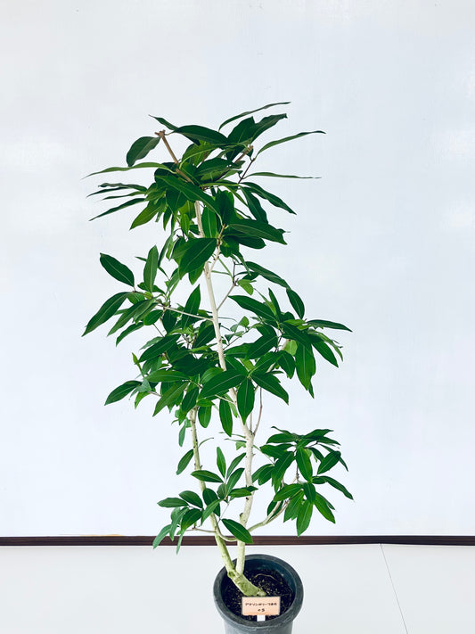 現品商品＠5 アマゾンオリーブ 8号（高さ：150cm、幅：70cm）