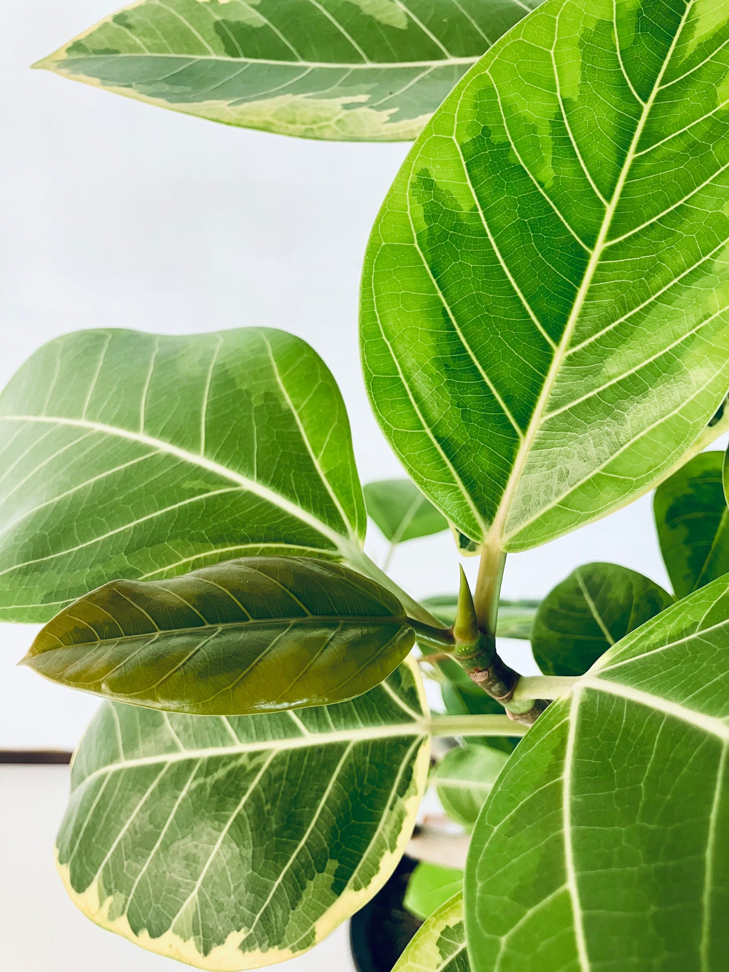 現品商品＠1 アルテシマ 8号（高さ：144cm、幅：70cm）