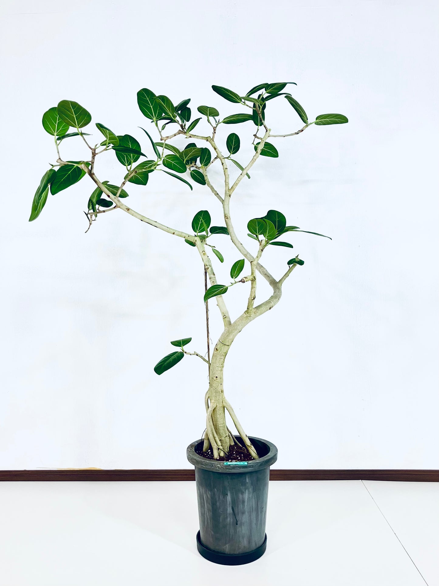 【Unique Form】ベンガレンシス 8号（高さ：132cm、幅：100cm）#7