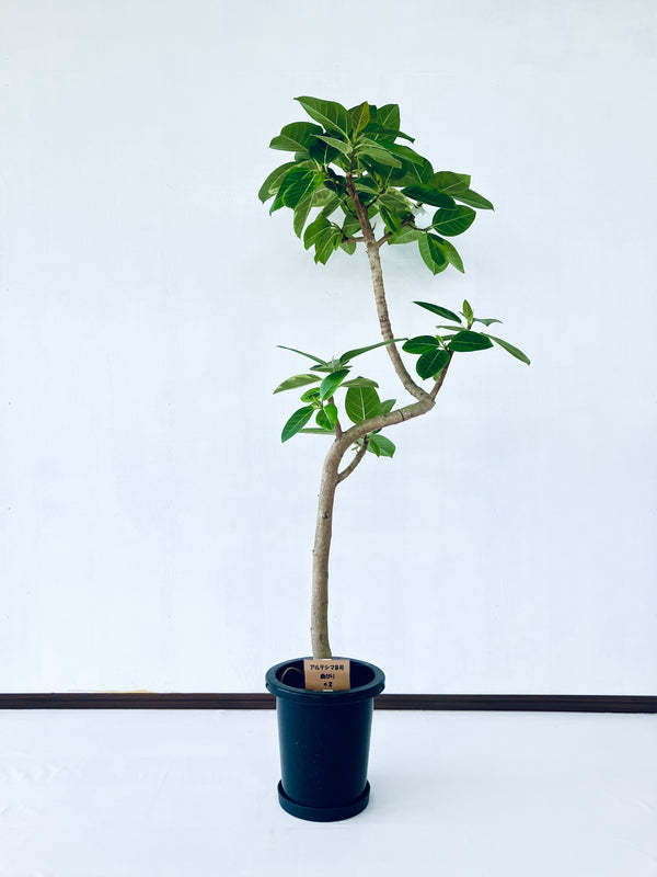 現品商品＠2 アルテシマ 8号 曲がり（高さ：163cm、幅：57cm）