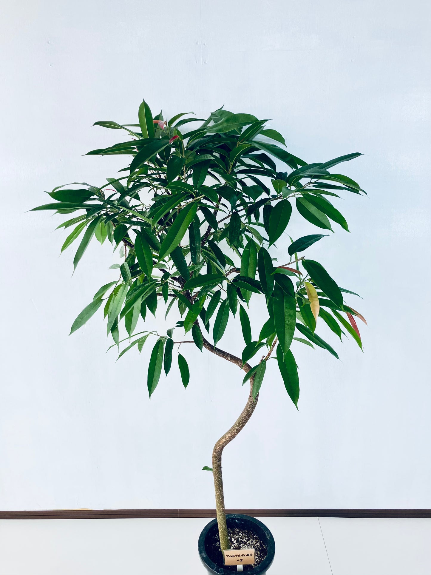 現品商品＠2 アムステルダム 8号（高さ：159cm、幅：90cm）