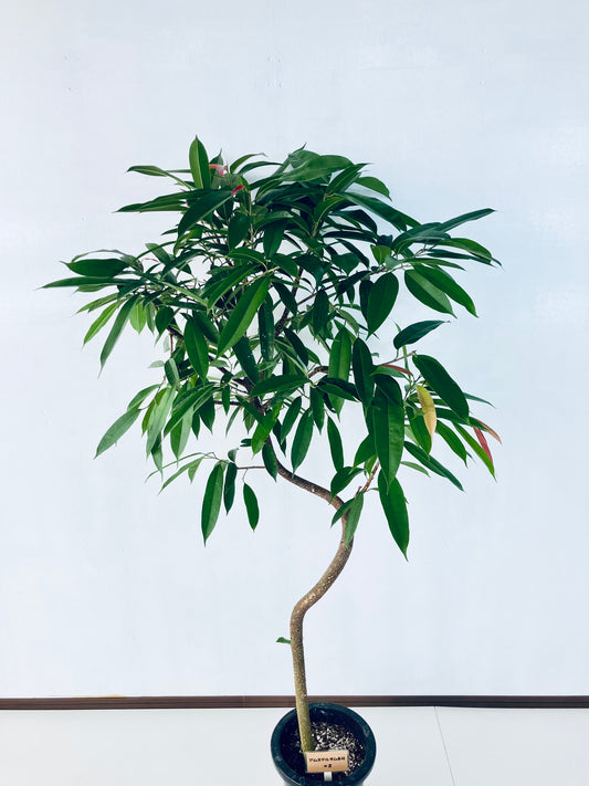 現品商品＠2 アムステルダム 8号（高さ：159cm、幅：90cm）