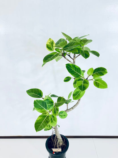 現品商品＠3 アルテシマ 8号（高さ：138cm、幅：72cm）
