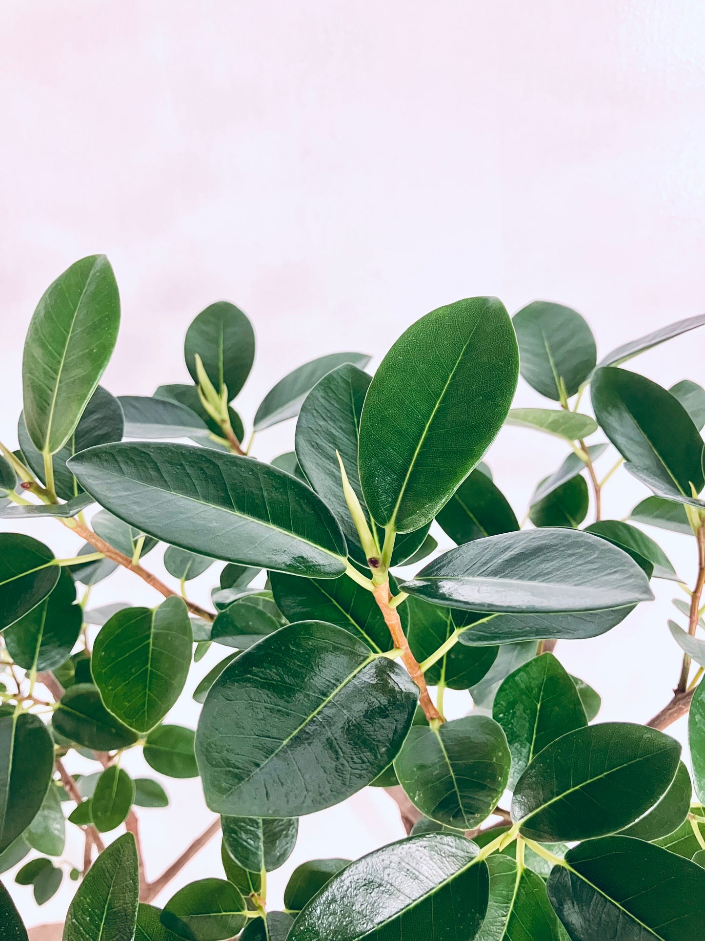 【Unique Form】フランスゴム 8号（高さ：134cm、幅：62cm）#10