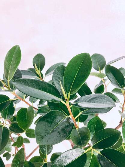 【Unique Form】フランスゴム 8号（高さ：134cm、幅：62cm）#10