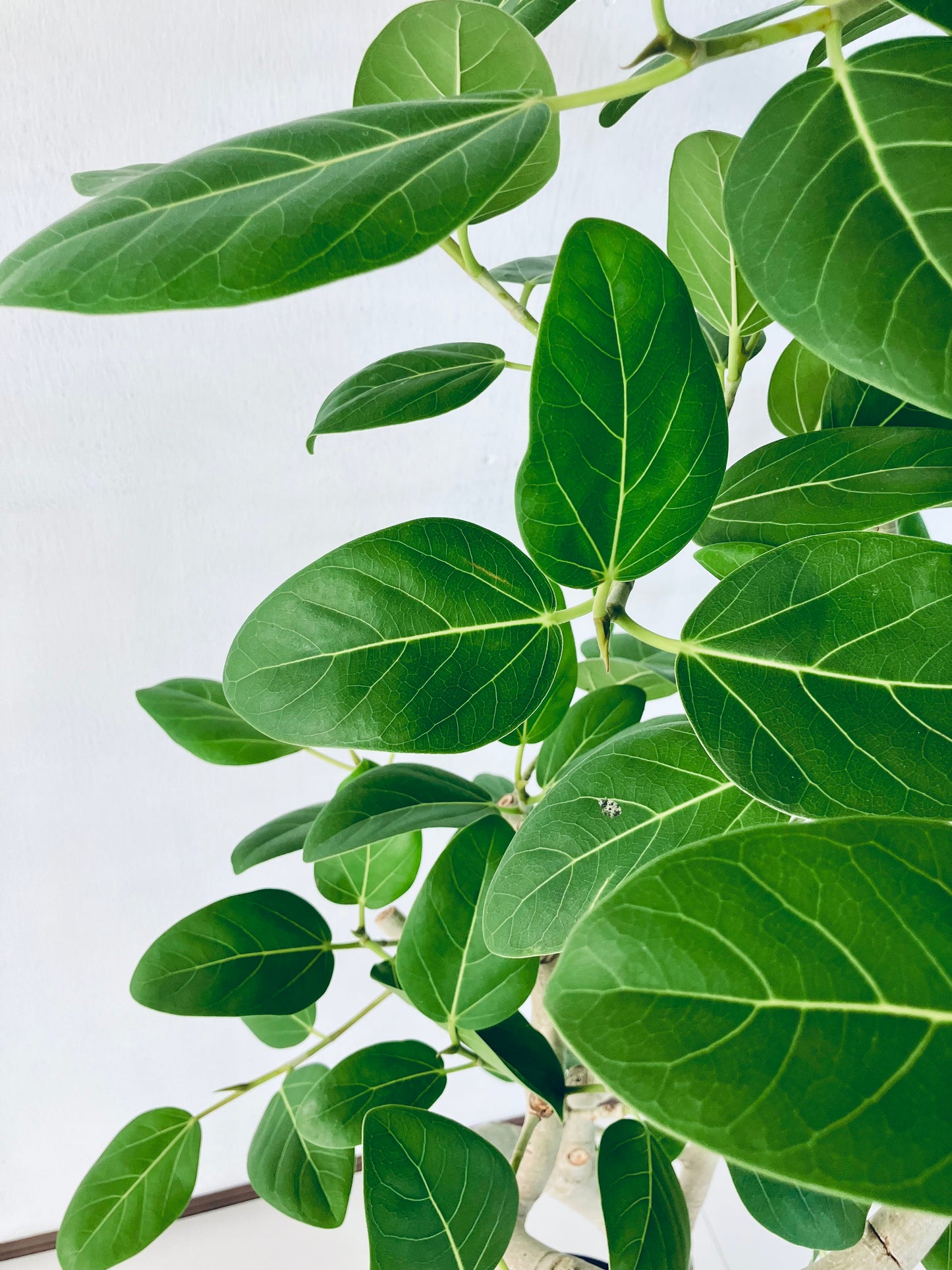 現品商品@3 ベンガレンシス 10号（高さ：170cm、幅：80cm）