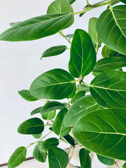 現品商品@3 ベンガレンシス 10号（高さ：170cm、幅：80cm）