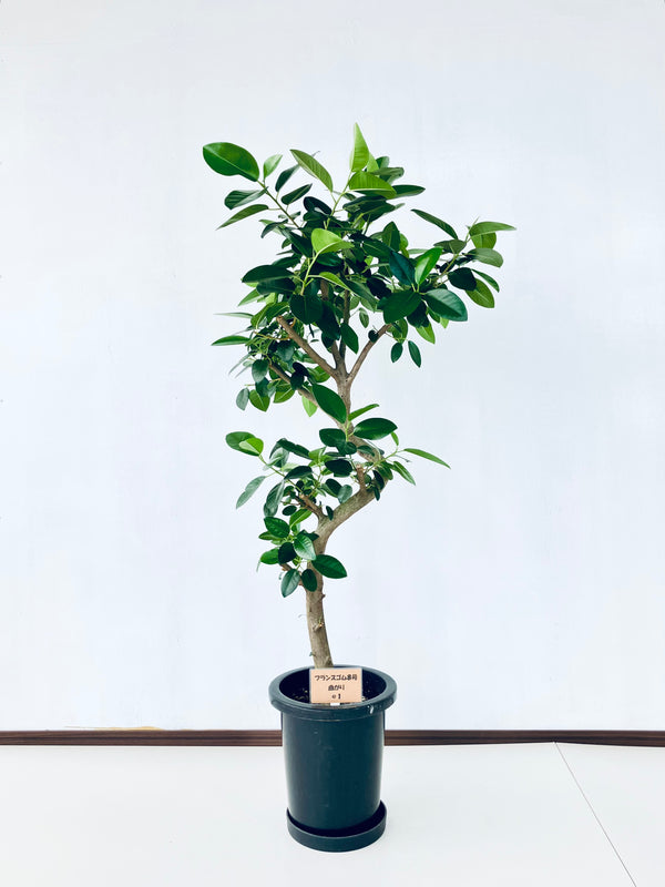 現品商品@1 フランスゴム 8号（高さ：130cm、幅：58cm）