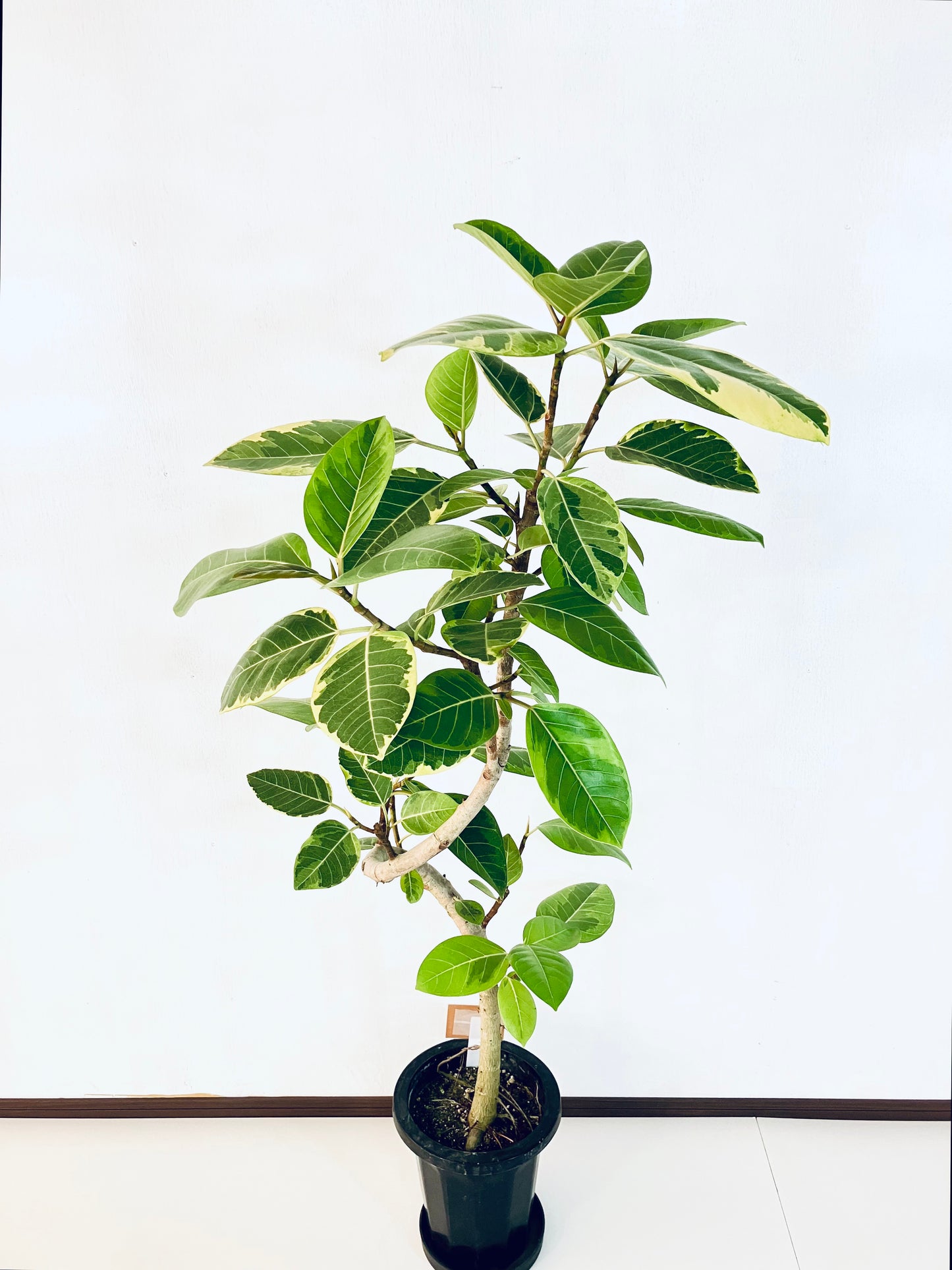 現品商品＠1 アルテシマ 8号（高さ：144cm、幅：70cm）