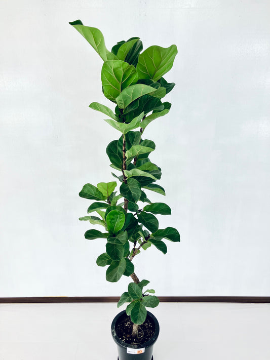 現品商品＠2 バンビーノ 8号（高さ：163cm、幅：60cm）