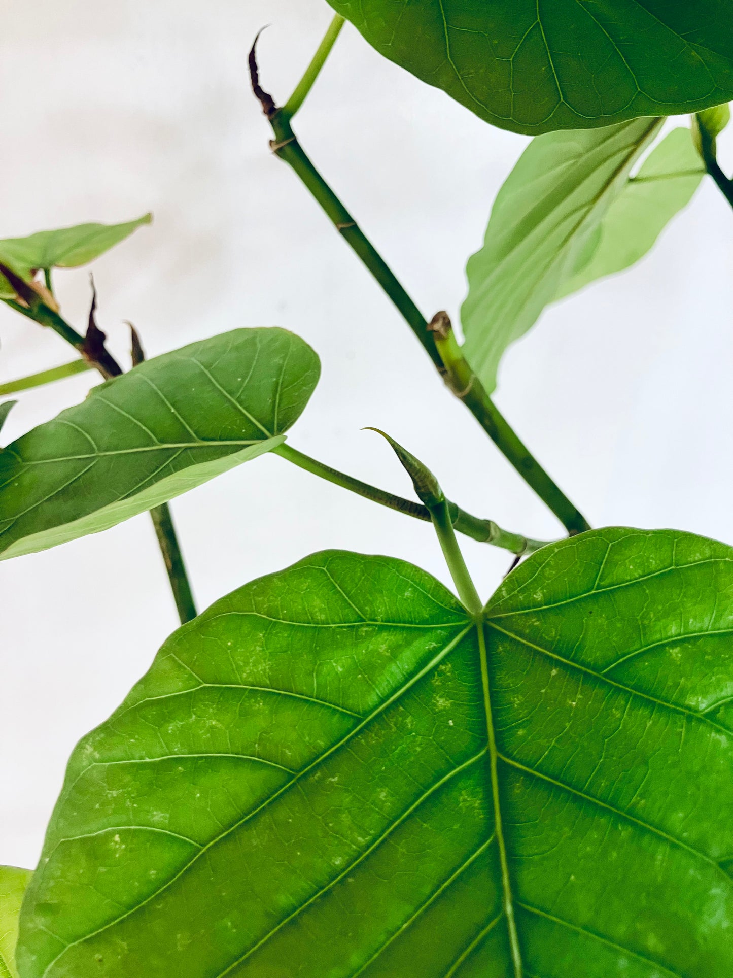 現品商品＠6 ウンベラータ 8号（高さ：151cm、幅：80cm）