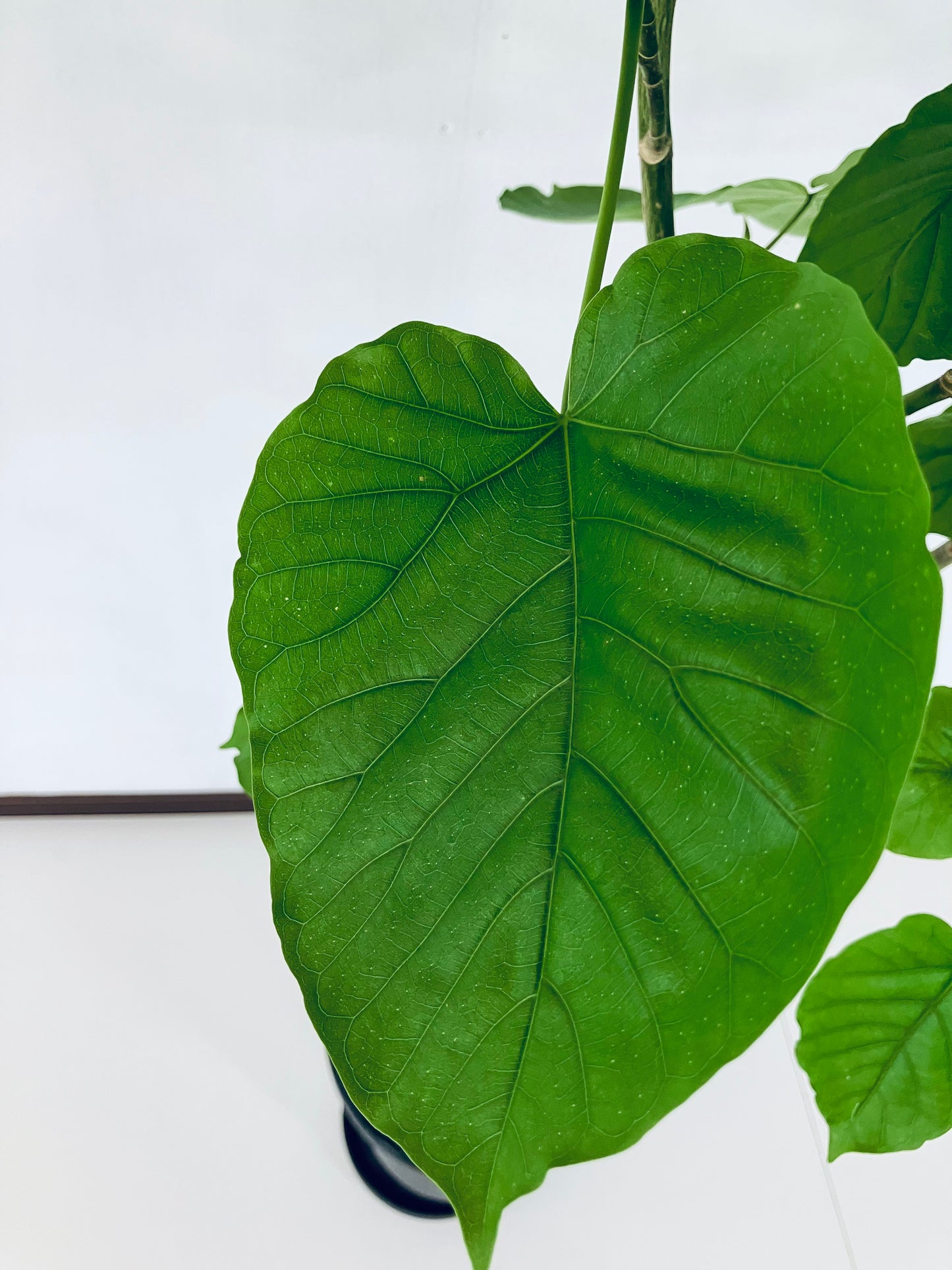 現品商品＠9 ウンベラータ 8号 曲がりМ（高さ：131cm、幅：80cm）