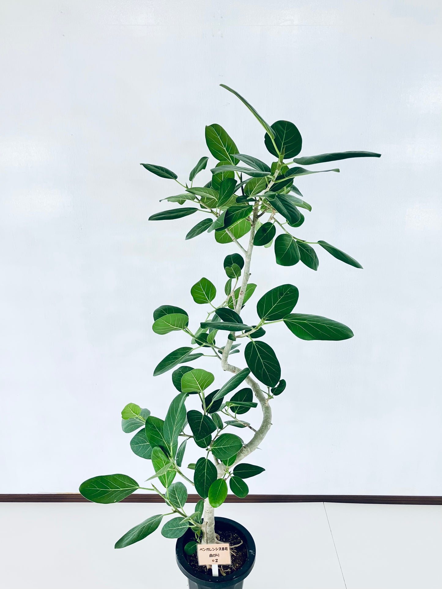 現品商品＠2 ベンガレンシス 8号（高さ：157cm、幅：72cm）