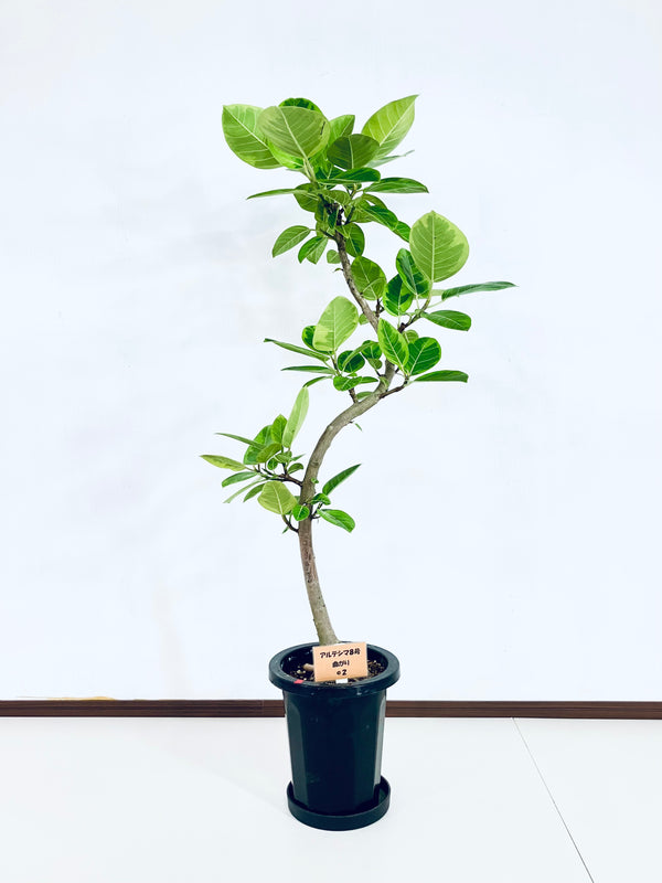 現品商品＠2 アルテシマ 8号（高さ：135cm、幅：63cm）