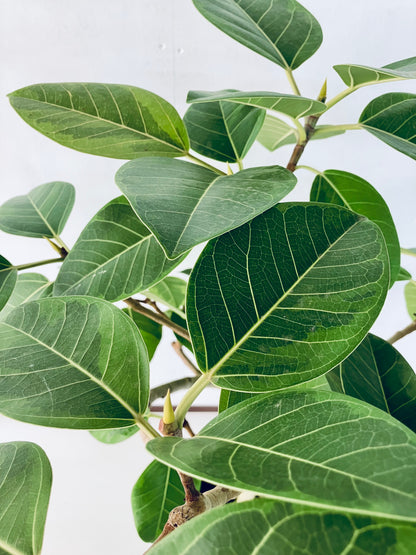 現品商品＠2 アルテシマ 8号 曲がり（高さ：134cm、幅：90cm）