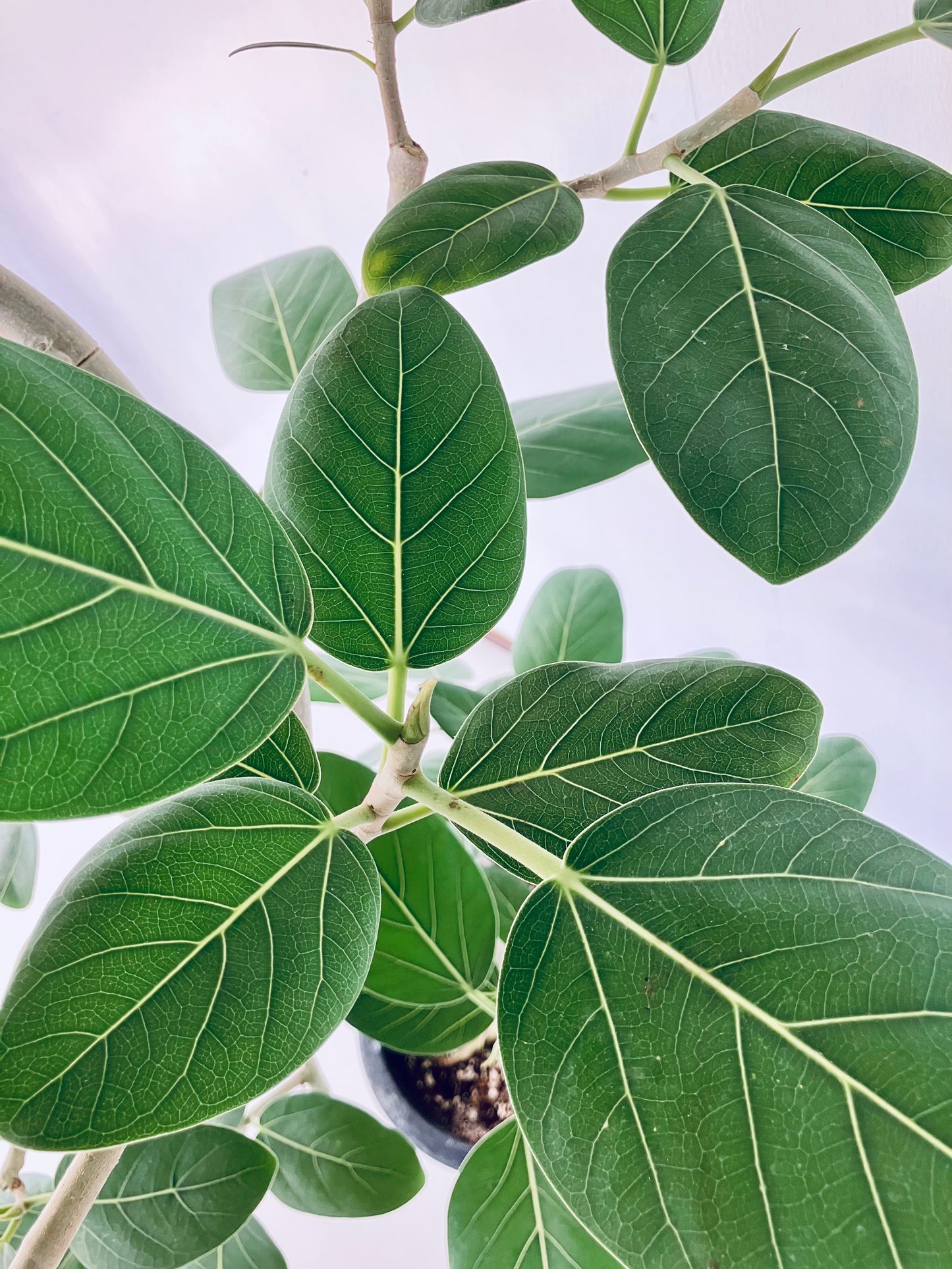 現品商品@3 ベンガレンシス 10号（高さ：180cm、幅：107cm）