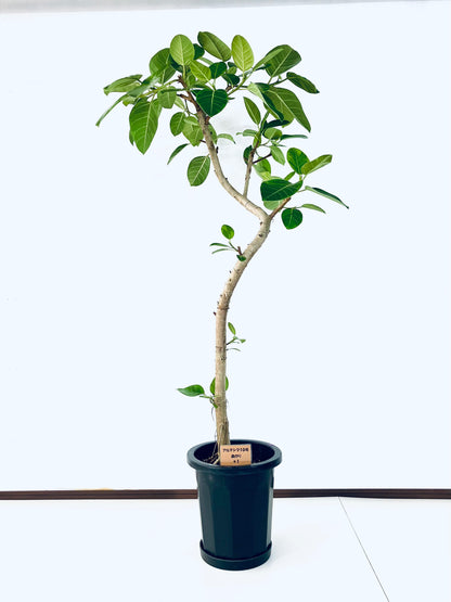 現品商品@1 アルテシマ 10号（高さ：175cm 幅：80cm）