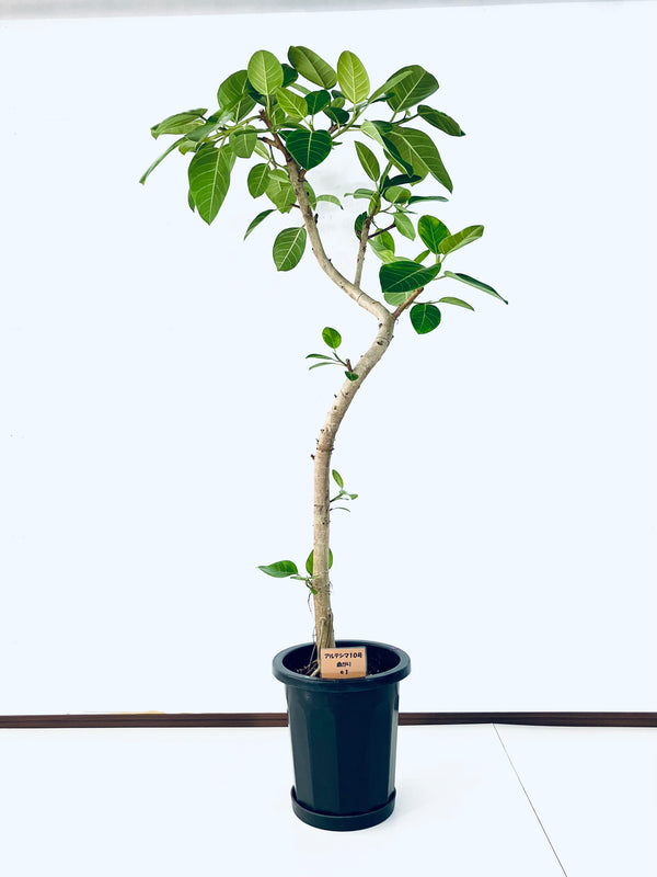 現品商品@1 アルテシマ 10号（高さ：175cm 幅：80cm）