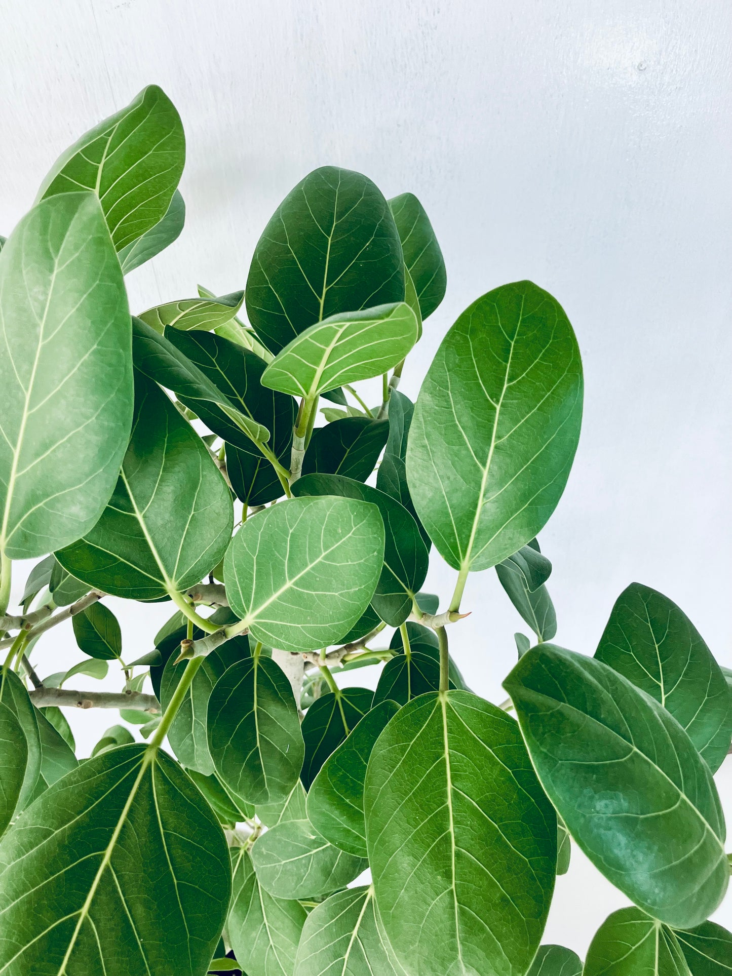 現品商品@6 ベンガレンシス 10号（高さ：160cm、幅：100cm）