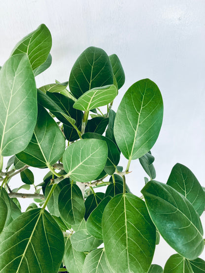 現品商品@6 ベンガレンシス 10号（高さ：160cm、幅：100cm）