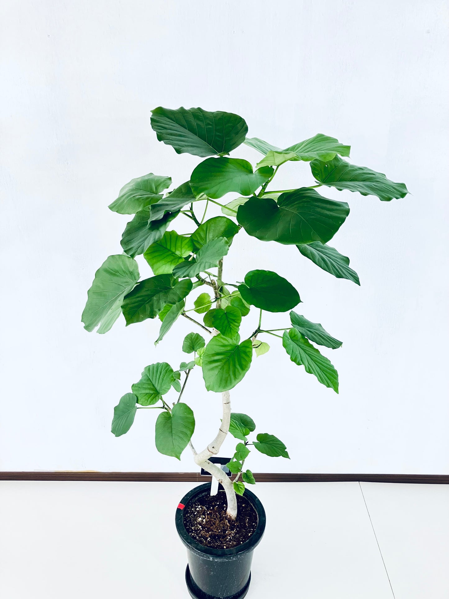 現品商品＠6 ウンベラータ 8号（高さ：130cm、幅：70cm）