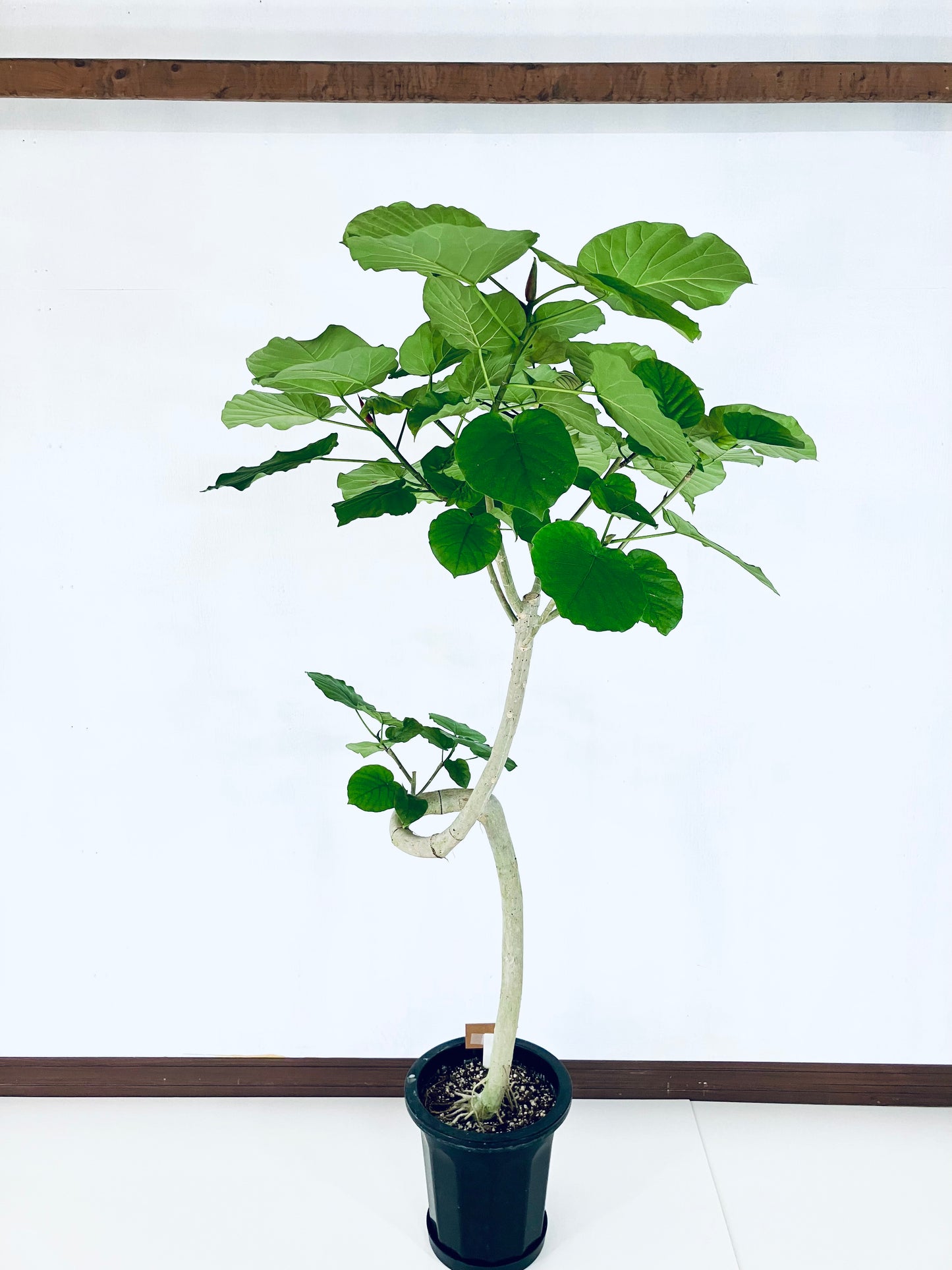 現品商品＠5 ウンベラータ 10号（高さ：183cm、幅：94cm）