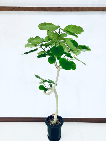 現品商品＠5 ウンベラータ 10号（高さ：183cm、幅：94cm）