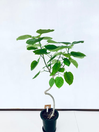 現品商品＠9 ウンベラータ 8号 曲がりМ（高さ：131cm、幅：80cm）