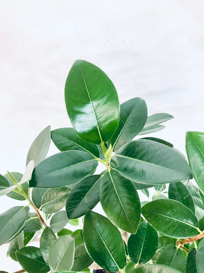 現品商品@7 フランスゴム 8号（高さ：122cm、幅：60cm）