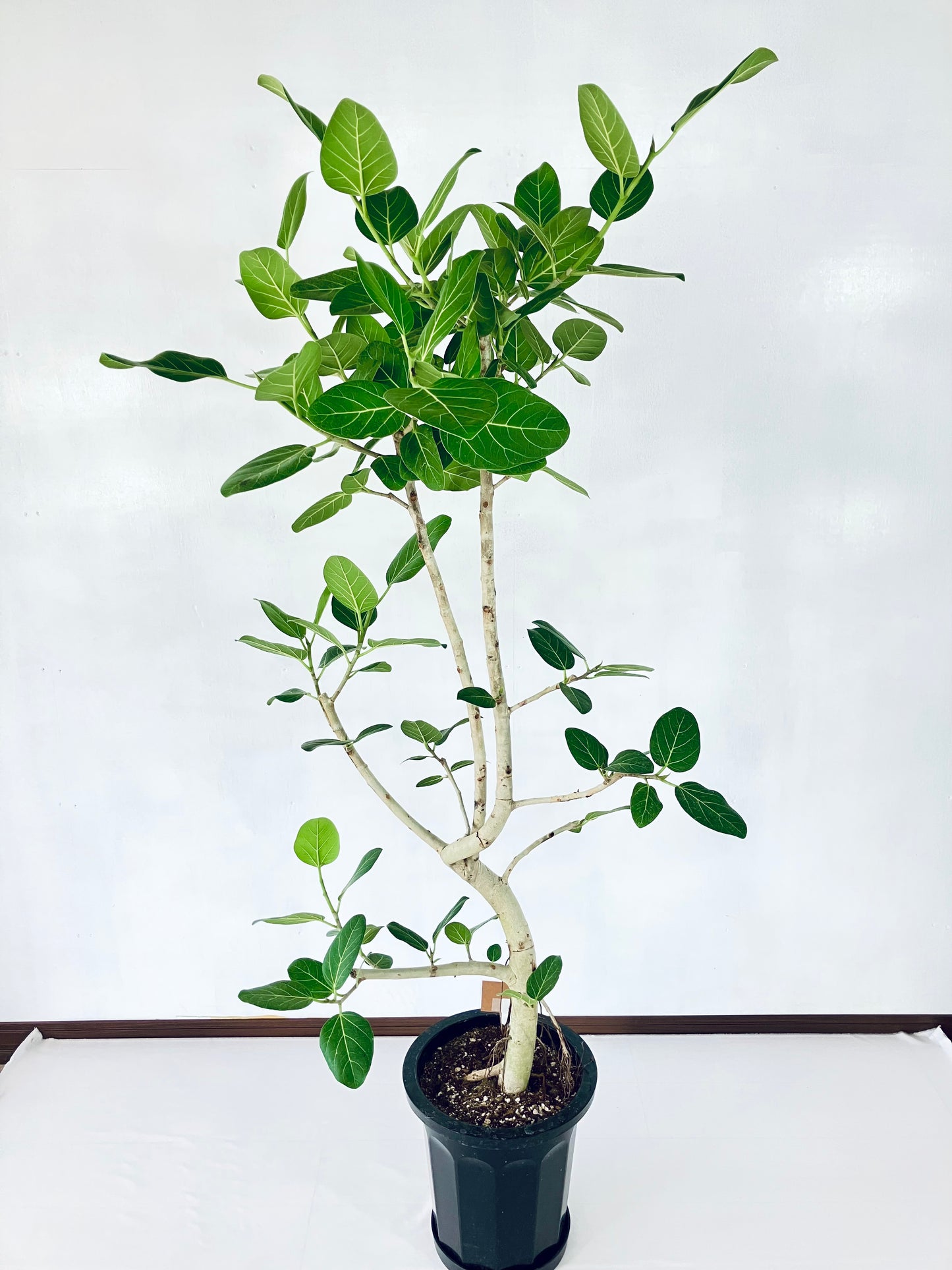 現品商品@3 ベンガレンシス 10号（高さ：180cm、幅：85cm）