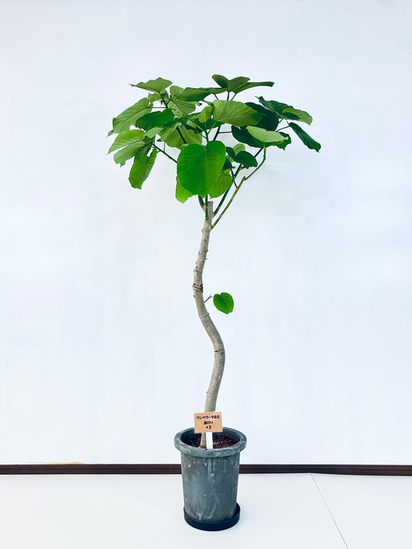 現品商品＠2 ウンベラータ8号（高さ：155cm、幅：80cm）