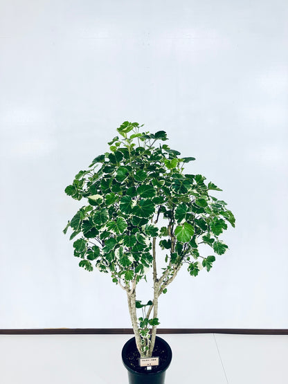 現品商品@1 ポリシャス・マルギナータ 8号（高さ：141cm、幅：60cm）