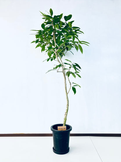 現品商品＠1 アマゾンオリーブ 8号（高さ：163cm、幅：65cm）