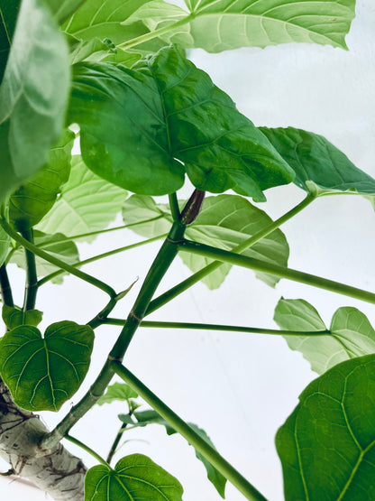 現品商品＠1 ウンベラータ 10号（高さ：140cm、幅：63cm）