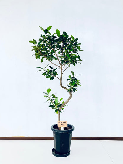 現品商品@3 フランスゴム 8号（高さ：134cm、幅：65cm）