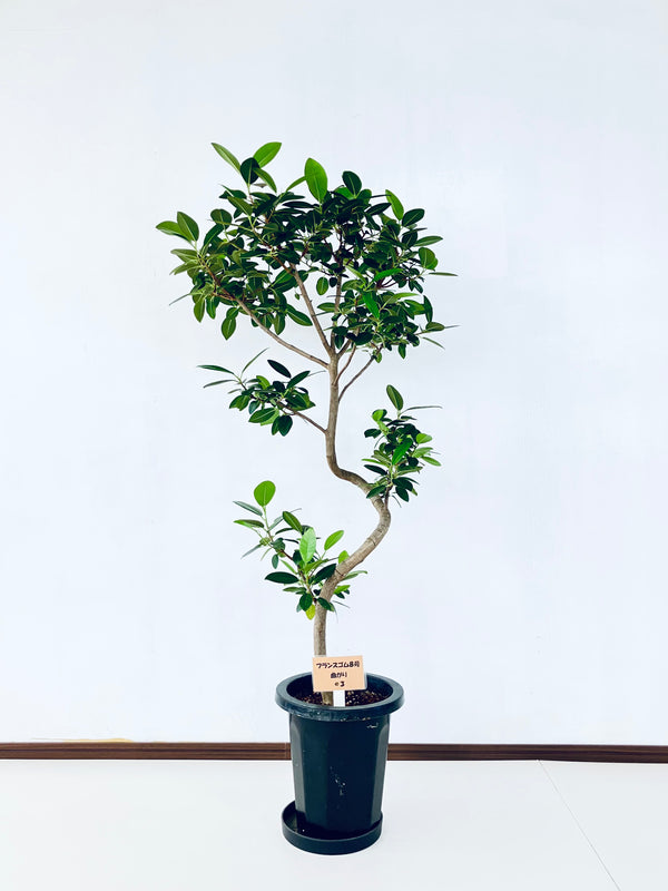 現品商品@3 フランスゴム 8号（高さ：134cm、幅：65cm）