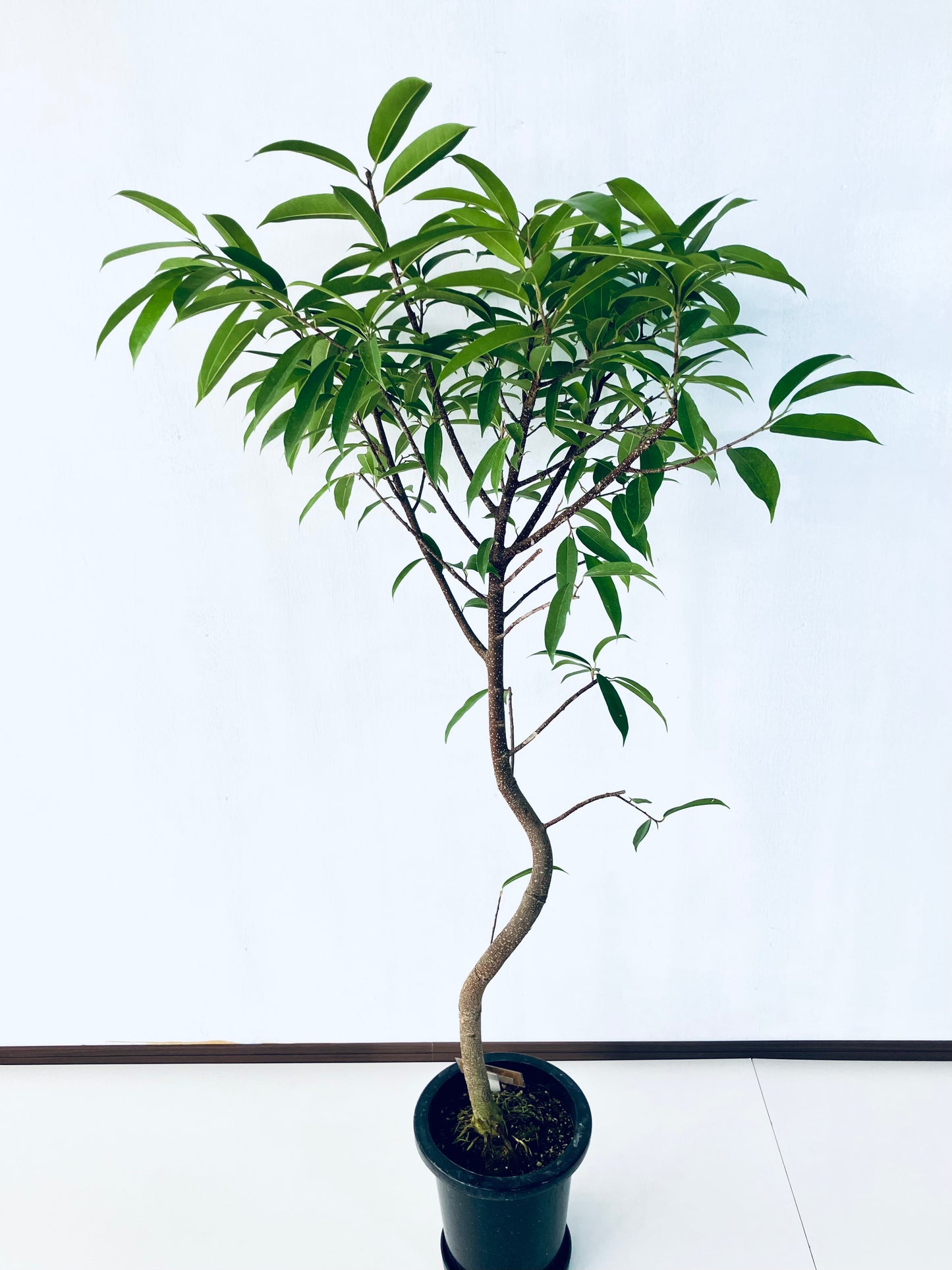 現品商品＠3 アムステルダム 8号（高さ：156cm、幅：87cm）